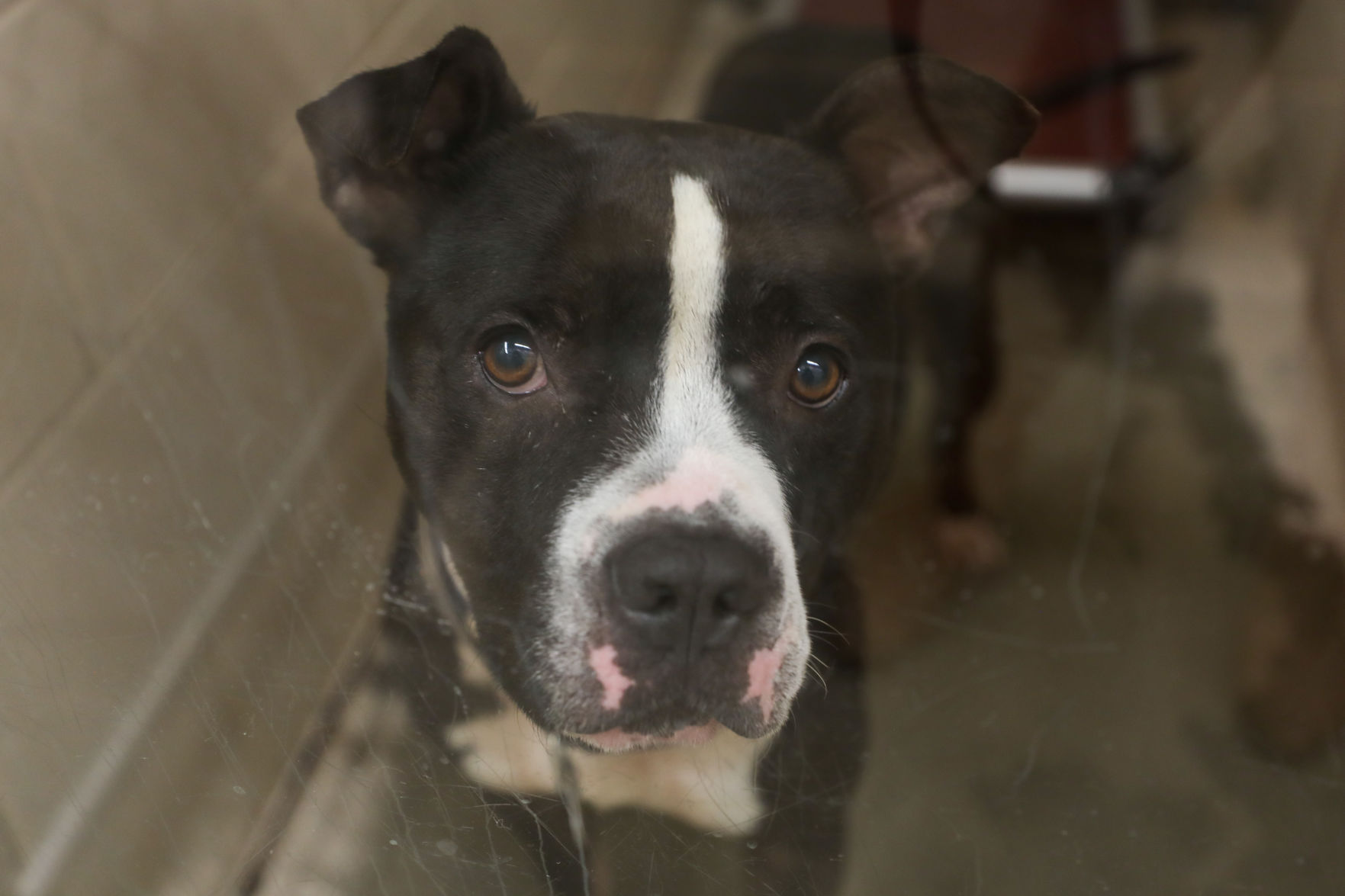 Lee County Humane Society pets for adoption